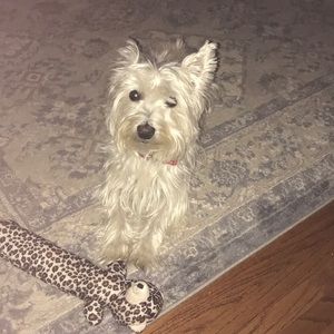 Meet your Posher, Rose